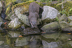 Asian small-clawed otter on the river