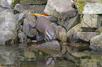 Asian small-clawed otter on the river