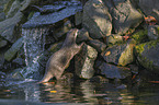 Asian small-clawed otter on the river