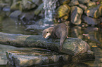 Asian small-clawed otter on the river