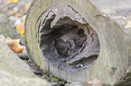 Asian small-clawed otter in tree hole