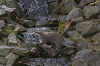 Asian small-clawed otter on the river