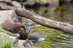 Asian small-clawed otter