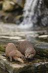 Asian small-clawed otter