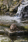 Asian small-clawed otter