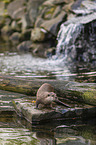 Asian small-clawed otter