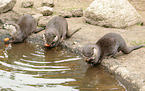 Asian small-clawed otter