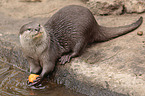 Asian small-clawed otter