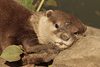 Asian small-clawed otter