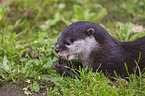 Asian small-clawed otter on meadow