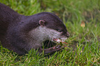 Asian small-clawed otter on meadow