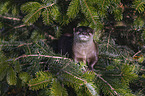 Asian small-clawed otter between fir branches