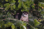 Asian small-clawed otter between fir branches
