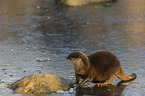 Asian small-clawed otter on ice