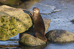 Asian small-clawed otter on ice