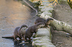 Asian small-clawed otter on ice