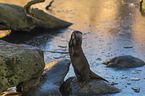 Asian small-clawed otter on ice