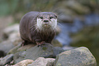 Asian small-clawed otter