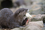 Asian small-clawed otter