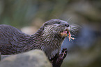 Asian small-clawed otter