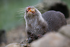 Asian small-clawed otter