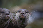 Asian small-clawed otter