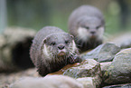 Asian small-clawed otter