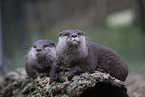 Asian small-clawed otter