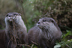 Asian small-clawed otter