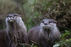 Asian small-clawed otter