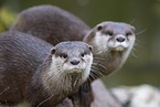 Asian small-clawed otter