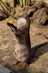 small-clawed otter