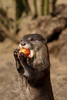 small-clawed otter