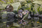 Asian small-clawed otter