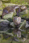 Asian small-clawed otter