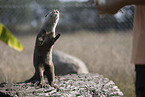 Asian small-clawed otter