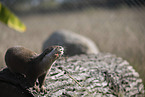 Asian small-clawed otter