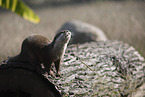 Asian small-clawed otter
