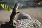 Asian small-clawed otter