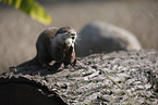 Asian small-clawed otter