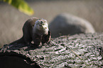 Asian small-clawed otter