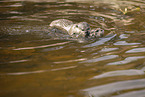 Asian small-clawed otter
