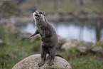Asian small-clawed otter
