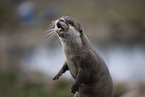 Asian small-clawed otter