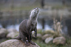 Asian small-clawed otter