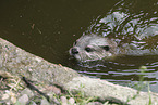Dwarf otter
