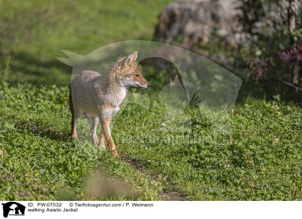 walking Asiatic Jackal / PW-07032