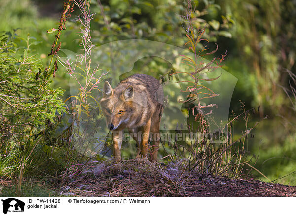 Goldschakal / golden jackal / PW-11428