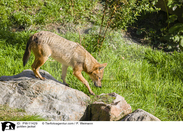 golden jackal / PW-11429