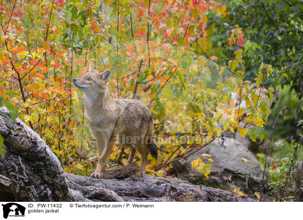 Goldschakal / golden jackal / PW-11432